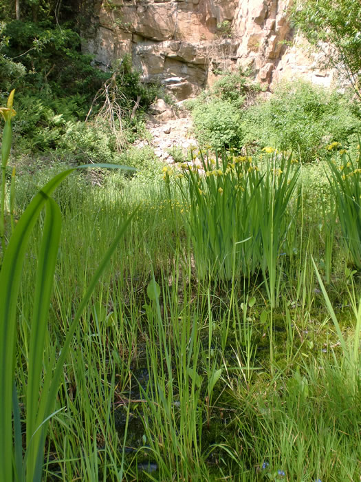 Aufenthaltsgewässer der Gelbbauchunke